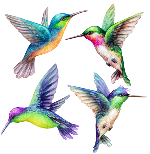 (s274-G2) Set of 4 Watercolor Tropical Hummingbirds hummers