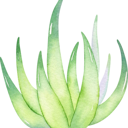 (304-01) Watercolor Potted Cactus Succulents