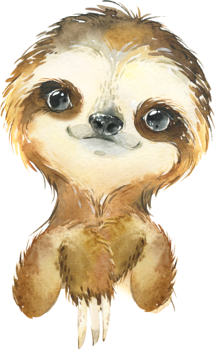 (s313-1-2A) Baby Sloth