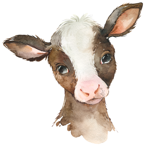 (s313-1-1A) Baby Cow