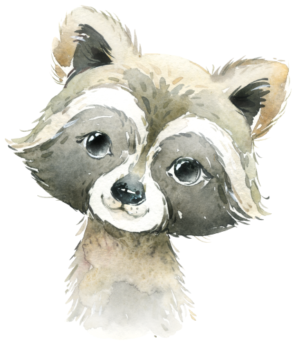 (s313-1-3B) Baby Racoon