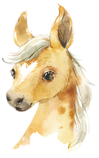 (s313-1-1B) Baby Horse