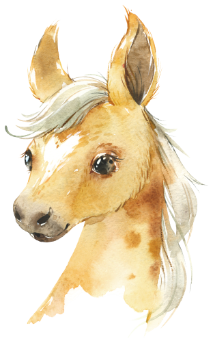 (s313-1-1B) Baby Horse