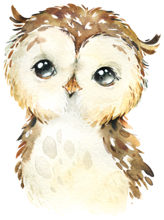 (s313-1-3C) Baby Owl