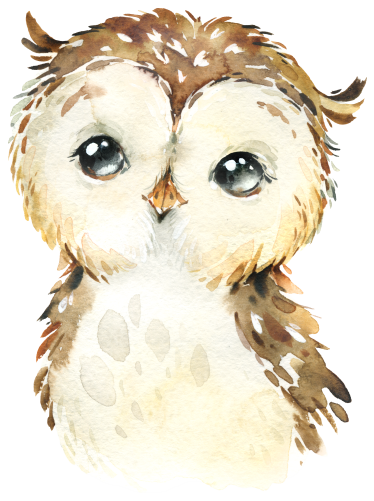 (s313-1-3C) Baby Owl