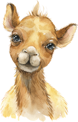 (s313-1-4C) Baby Camel