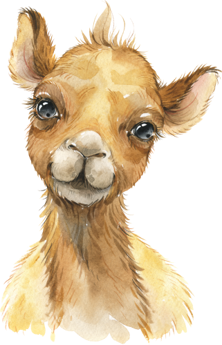 (s313-1-4C) Baby Camel