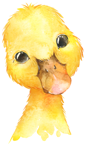 (s313-1-1C) Baby Duck