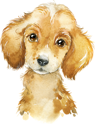 (s313-1-2F) Baby Golden Retriever Puppy Dog