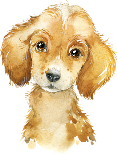 (s313-1-2F) Baby Golden Retriever Puppy Dog