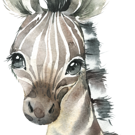 (s313-1-3F) Baby Zebra