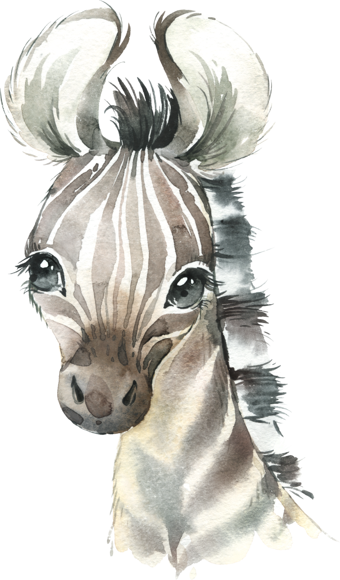(s313-1-3F) Baby Zebra