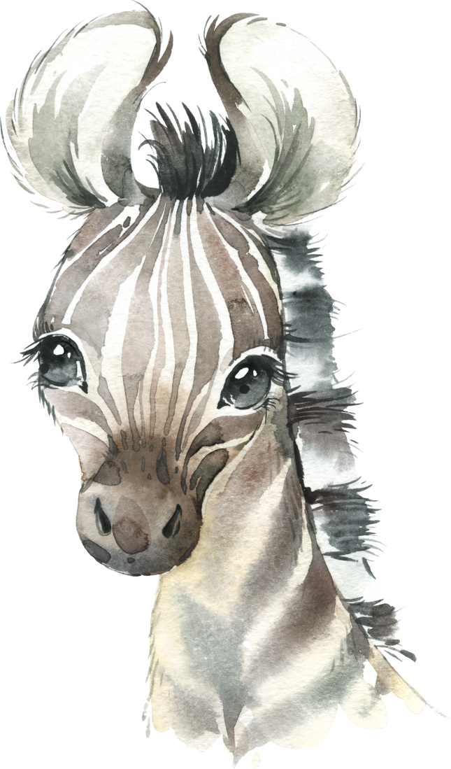 (s313-1-3F) Baby Zebra