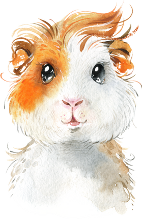 (s313-1-2G) Baby Guinea Pig