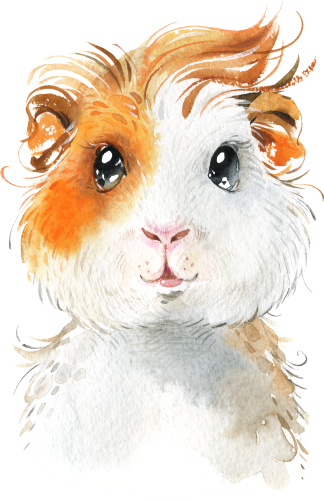 (s313-1-2G) Baby Guinea Pig