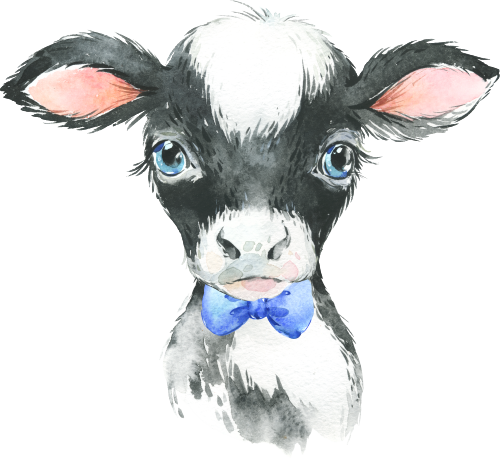 (s313-1-1H-12) Baby Cow Blue Bowtie