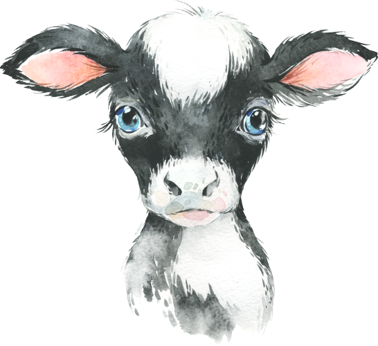 (s313-1-1H) Baby Cow