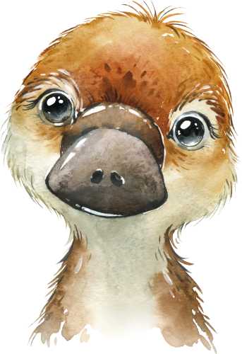 (s313-1-3I) Baby Platypus