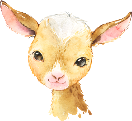 (s313-1-1I) Baby Goat