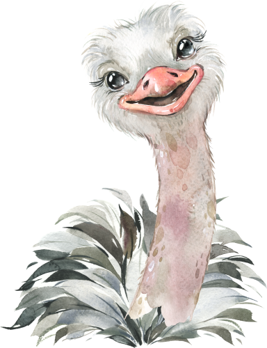 (s313-1-2K) Baby Ostrich