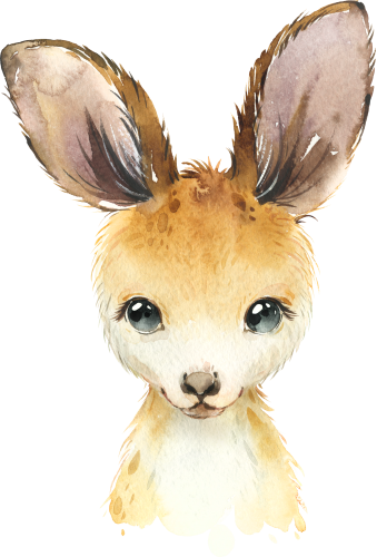 (s313-1-3K) Baby Kangaroo