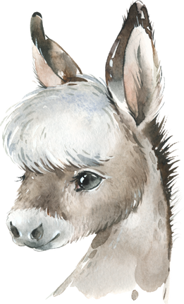 (s313-1-1K) Baby Donkey
