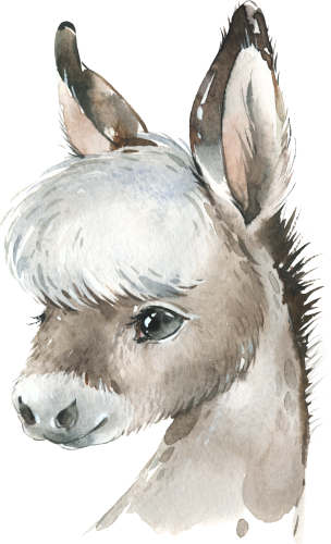(s313-1-1K) Baby Donkey
