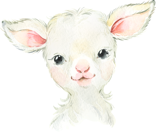 (s313-1-1L) Baby Lamb Sheep