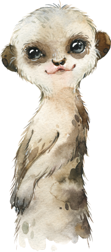 (s313-1-3M) Baby Meerkat