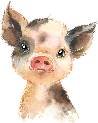 (s313-1-1M) Baby Pig