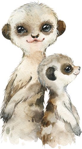 (s313-1-3N) Big Little Meerkat