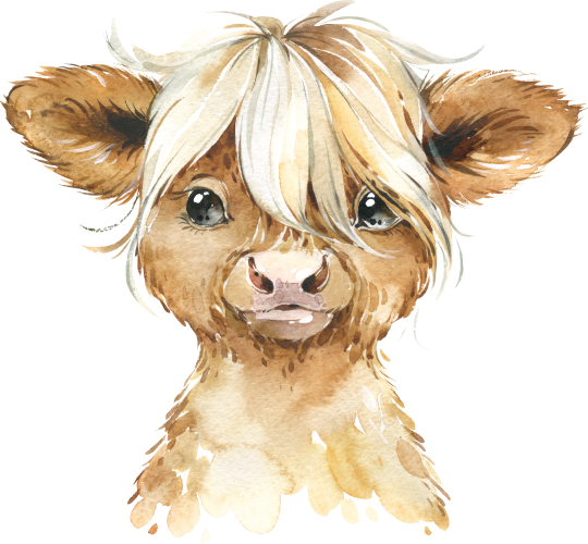(s313-1-1N) Baby Highland Cow