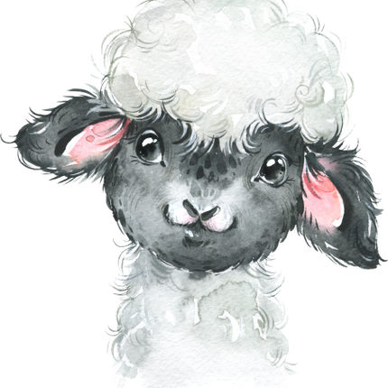 (s313-1-1O) Baby Blackhead Sheep
