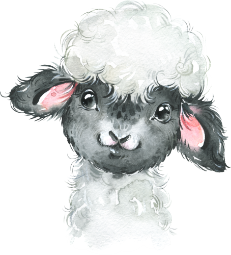 (s313-1-1O) Baby Blackhead Sheep