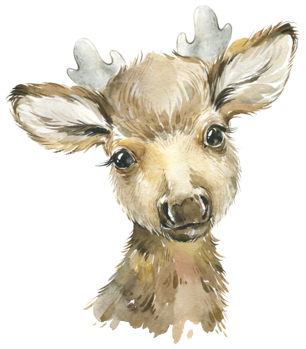 (s313-1-1Q) Baby Moose