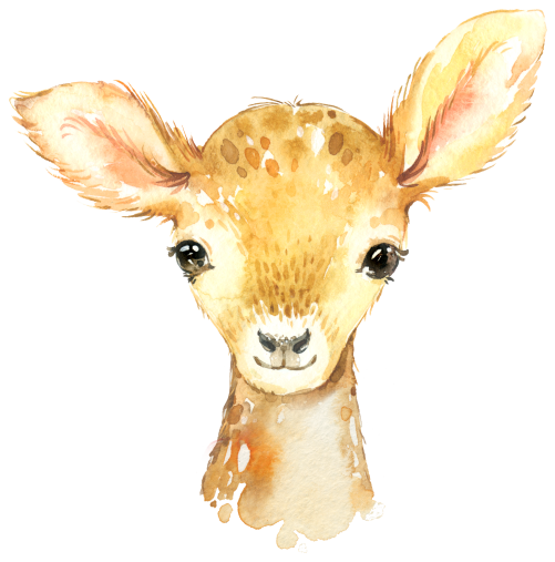 (s313-1-3R) Baby Deer