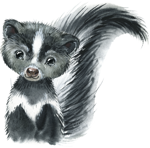(s313-1-3T) Baby Skunk