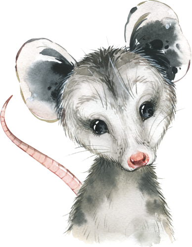 (s313-1-3U) Baby Opossum