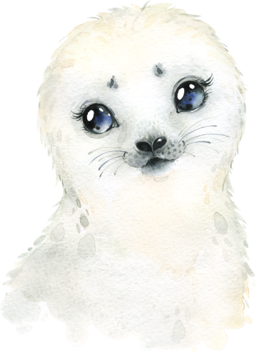 (s313-1-1U) Baby Seal