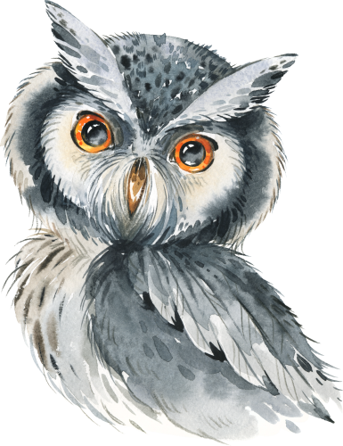 (s313-1-3V) Baby Gray Owl
