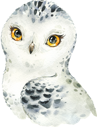 (s313-1-1V) Baby Snowy Owl