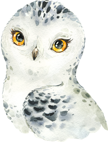 (s313-1-1V) Baby Snowy Owl