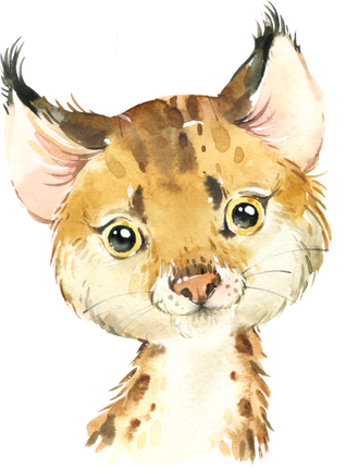 (s313-1-2W) Baby Bobcat