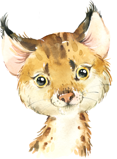 (s313-1-2W) Baby Bobcat