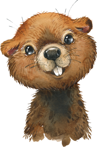 (s313-1-3W) Baby Beaver