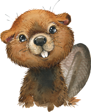 (s313-1-3X) Baby Beaver