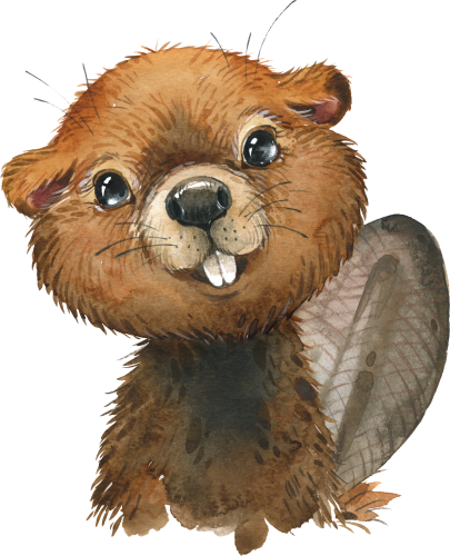 (s313-1-3X) Baby Beaver