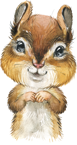 (s313-1-3Y) Baby Chipmunk