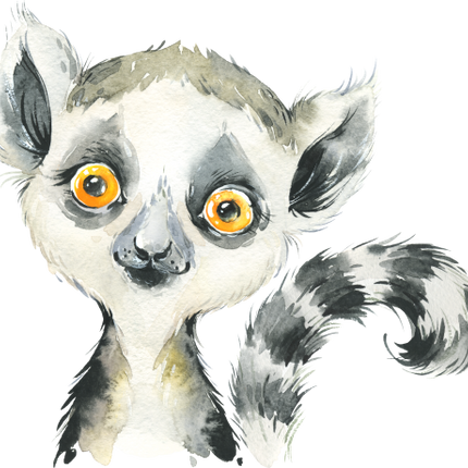 (s313-1-1Y) Baby Lemur