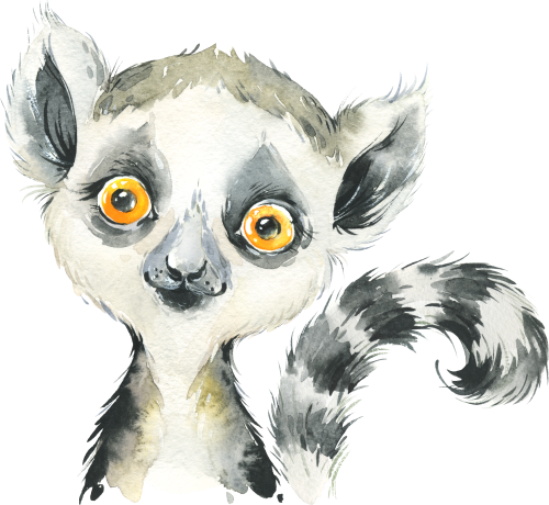 (s313-1-1Y) Baby Lemur